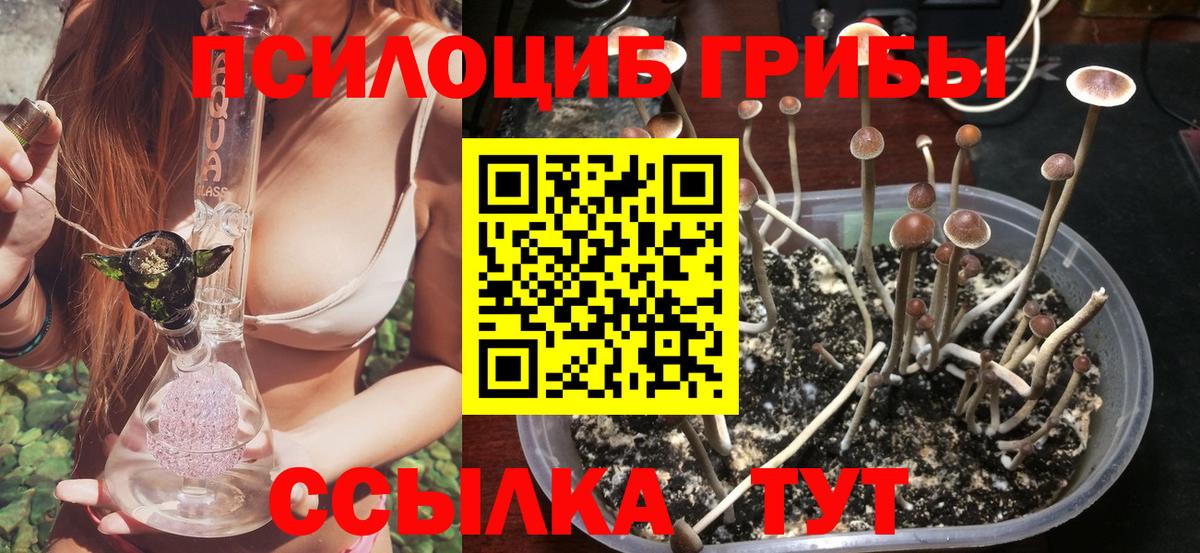 Псилоцибиновые грибы мицелий  Вход с VPN  Новосибирск  Галлюциногенные грибы Psilocybe 